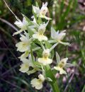 Dactylorhiza insularis